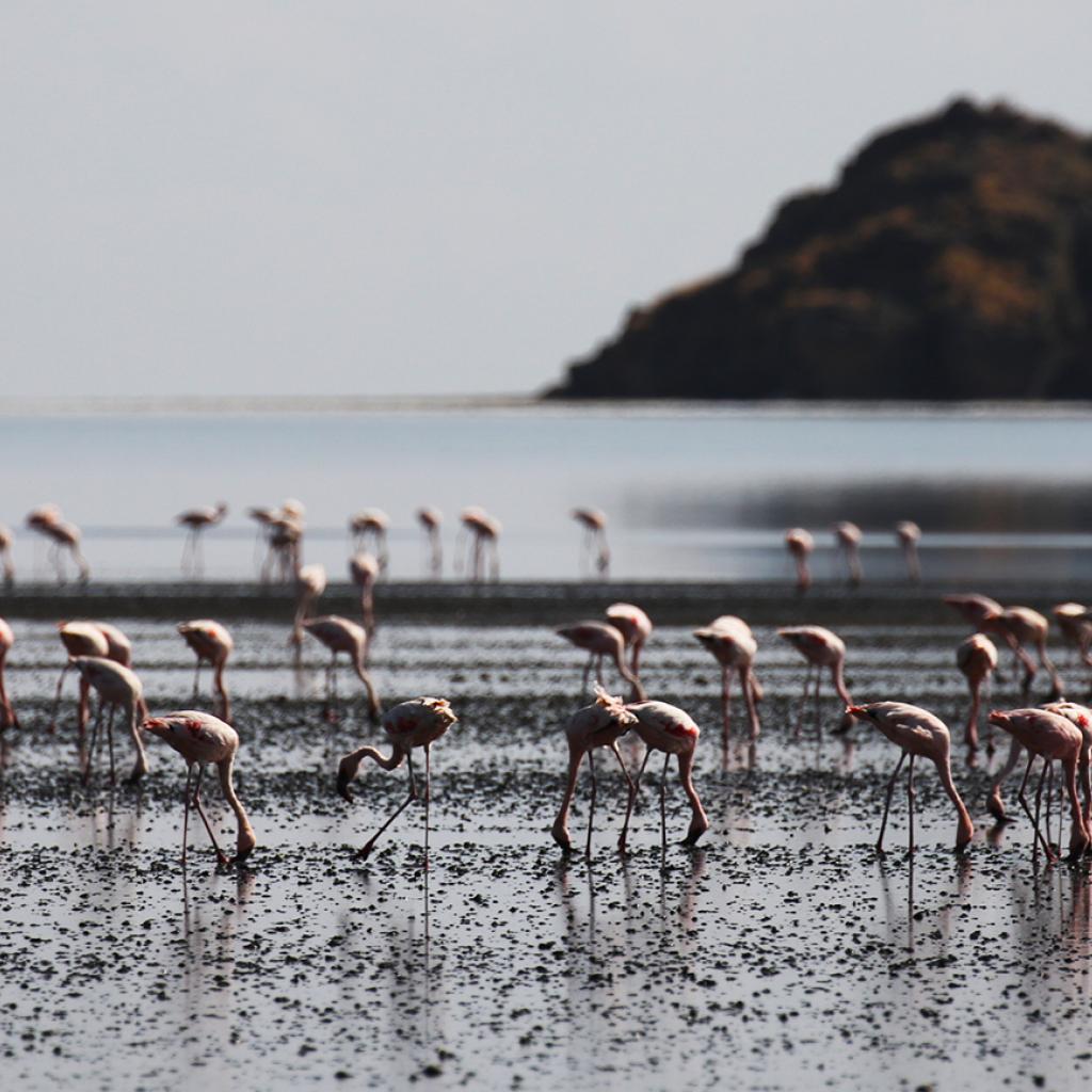 lesser flamingos on lake natron in tanzania