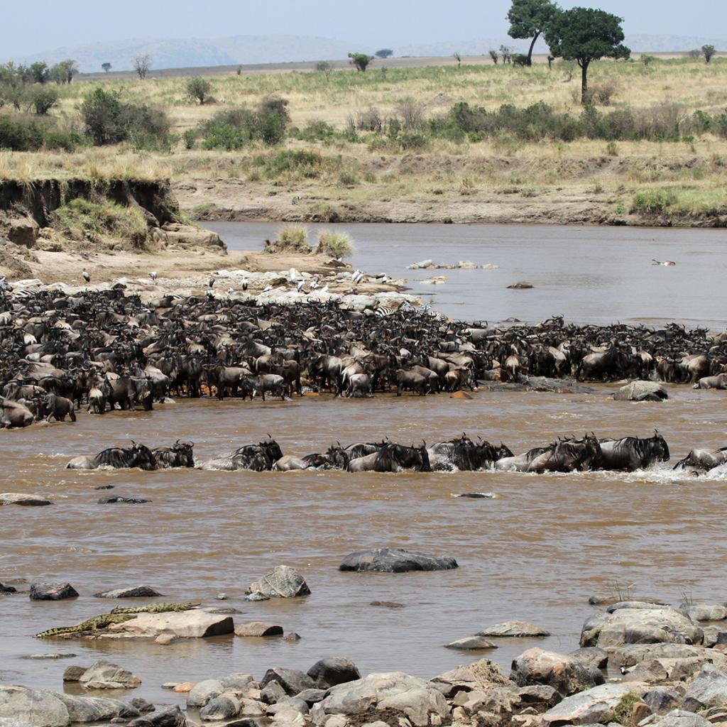 Il Parco Nazionale Del Serengeti | Exploring Africa